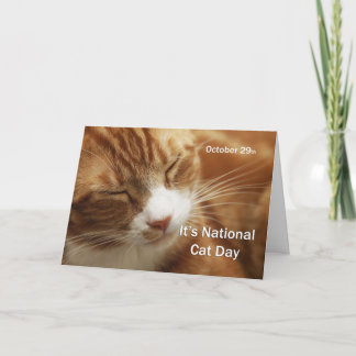 Nationell kattdag 29 oktober kort