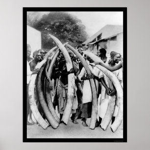 Nativ med ivorianska tusker i Dar Es Salaam 1885 Poster