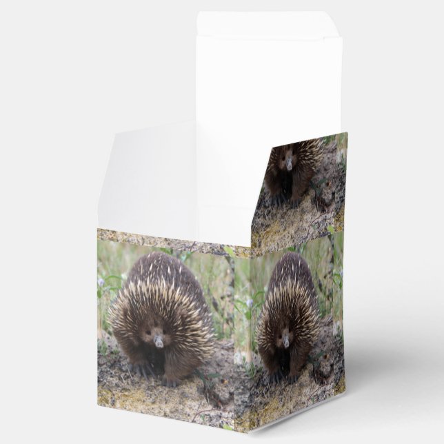 Native Australian Vild Echidna Photo Presentaskar (Öppnad)