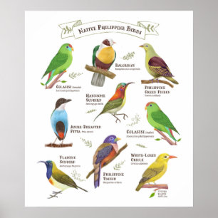 Native Birds in Filippinerna Poster