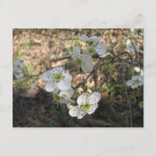 Native Mayhaw Flowers Vykort