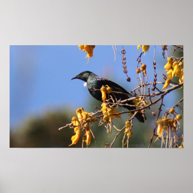 Native New Zealand Tui Poster (Framsidan)