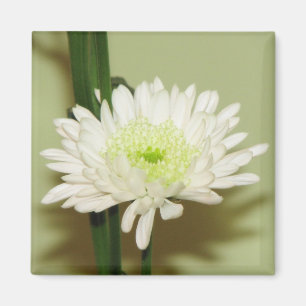 Nätt Chrysanthemum Magnet