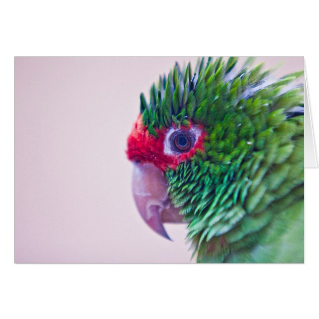 Nätt fågel i Ollantaytambo Hälsningskort (Framsidan Horizontal)