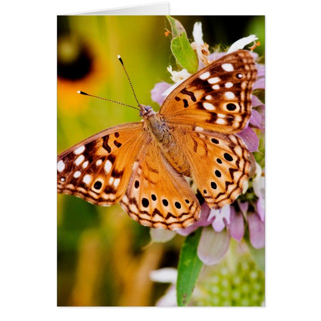 Nätt fjäril hälsningskort (Framsidan)