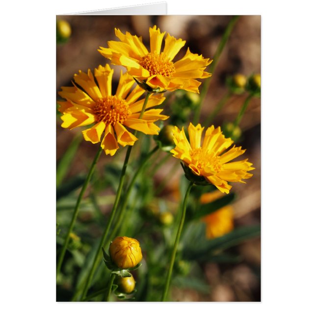 Nätt gula blommor hälsningskort (Framsidan)