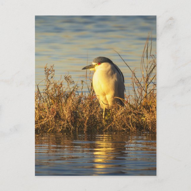 Natt häger vykort | Golden Marsh Wildlife (Framsida)