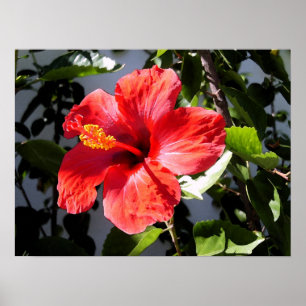 Nätt hibiskusaffisch poster