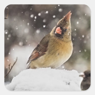 Nätt huvudsakliga snöplatsklistermärkear fyrkantigt klistermärke