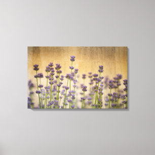 Nätt lavendelblommor canvastryck
