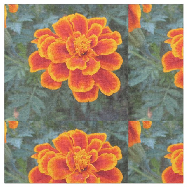 Nätt orange ringblomma tyg (Närbild)