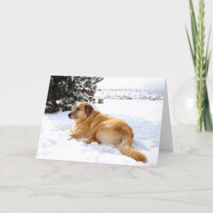 Nätt plats för Snowscape guld- Retrieverhund Helgkort