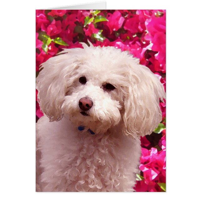 Nätt pudel hälsningskort (Framsidan)