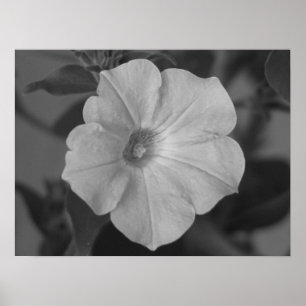 Nätt purpurfärgad Petunia Poster