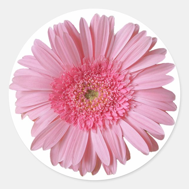 Nätt rosa Gerber daisyklistermärke Runt Klistermärke (Framsida)