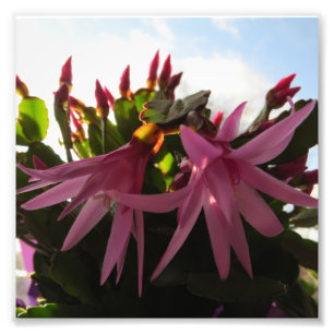 Nätt rosa påskkaktusblommor fototryck