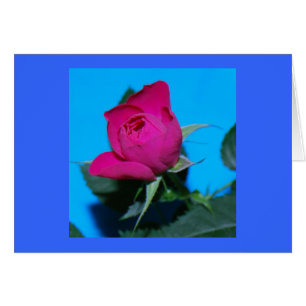 Nätt rosa ros hälsningskort