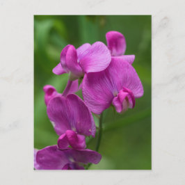 Nätt rosa vildblommavykort för söt ärta vykort