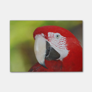 Nätt scharlakansröd Macaw Post-it Block