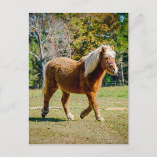 Nätt Shetland ponny Vykort