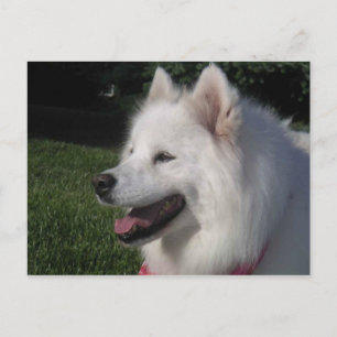 Nätt söt vitSamoyedhund Vykort