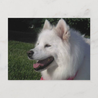 Nätt söt vitSamoyedhund Vykort