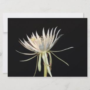 Nattblåsande blomsterkort