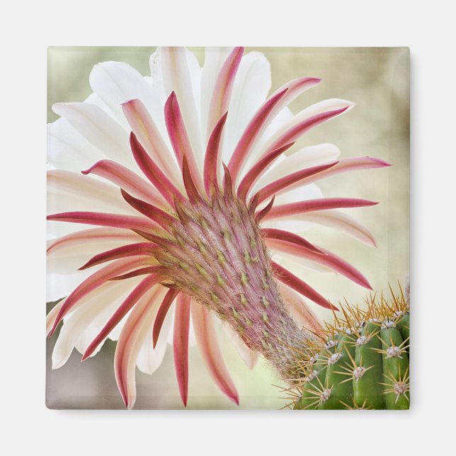 Nattblomma Magnet (Framsidan)