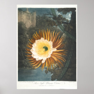 Nattblommande Cereus (1799–1807) Poster