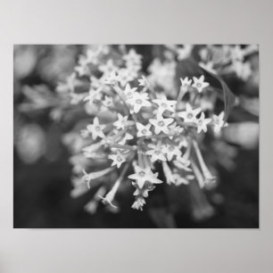 Nattblooming Jasmine Poster