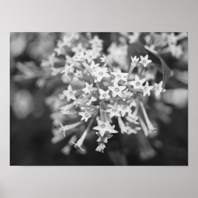 Nattblooming Jasmine Poster (Framsidan)