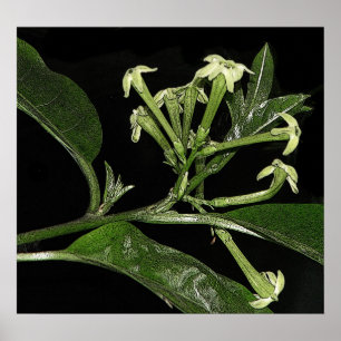 Nattblooming Jasmine Poster