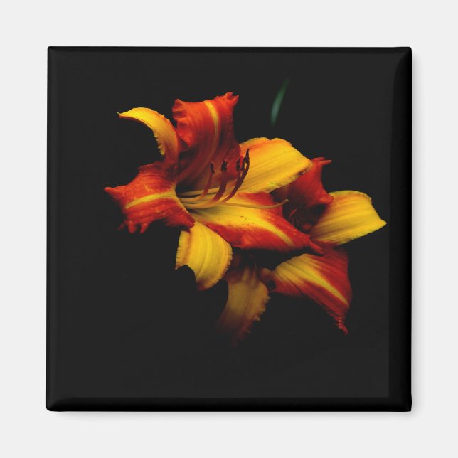 Natten Lily... Magnet (Framsidan)