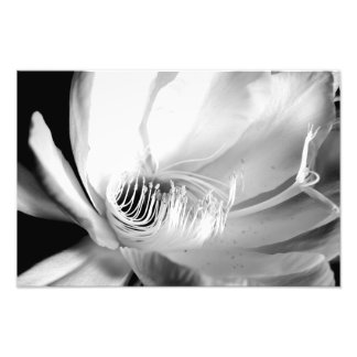 Nattens drottning i Black and White Fototryck