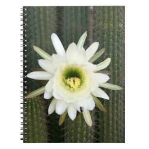 Nattens Drottning Kaktus Blomma, Karoo Region Anteckningsbok