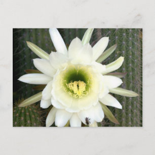 Nattens Drottning Kaktus Blomma, Karoo Region Vykort