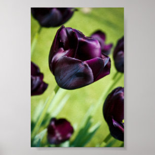 Nattens drottning poster