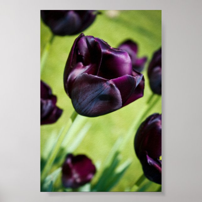 Nattens drottning poster (Framsidan)
