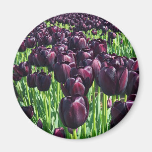 Nattens Drottning-Tulpaner Magnet