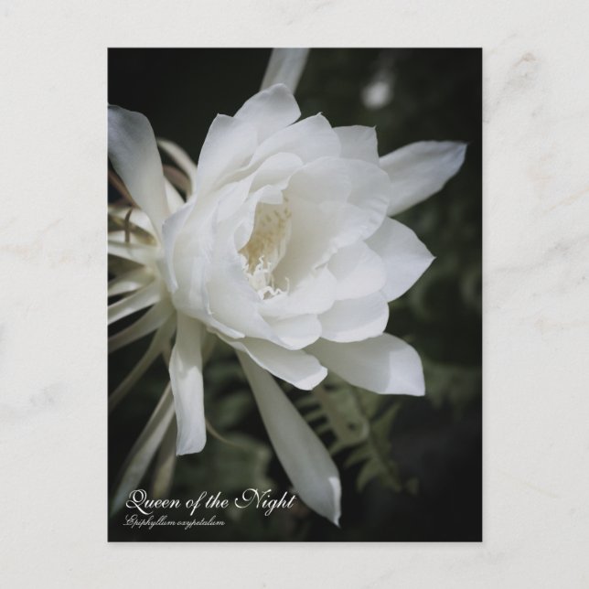 Nattens drottning:vykort vykort (Framsida)