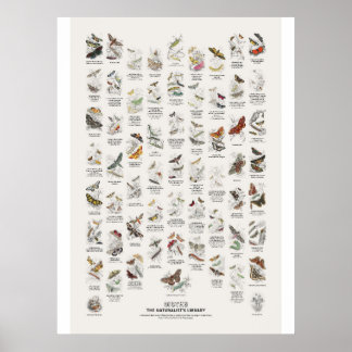 Nattfjärilar - Naturalist's Library Poster