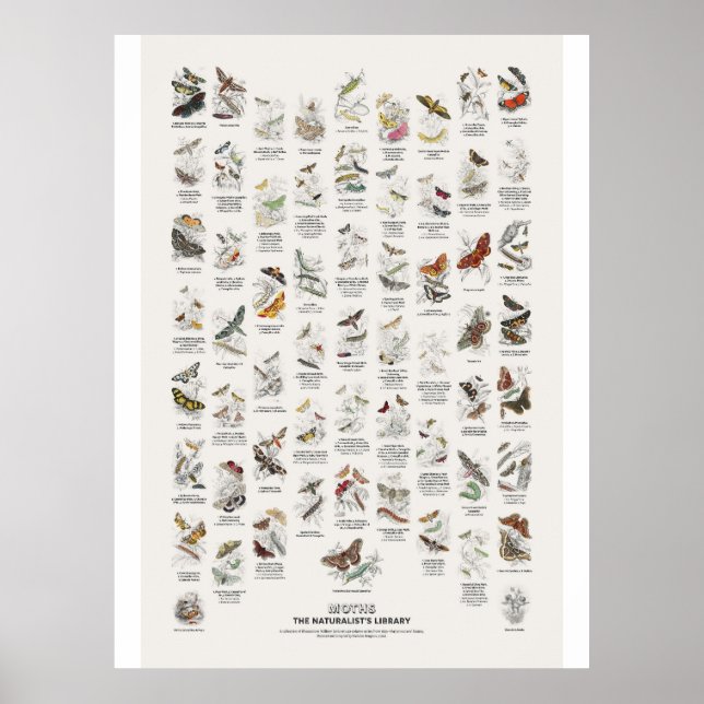 Nattfjärilar - Naturalist's Library Poster (Framsidan)