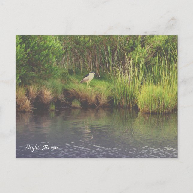 Nattjong - Heron Fotovykort Vykort (Framsida)