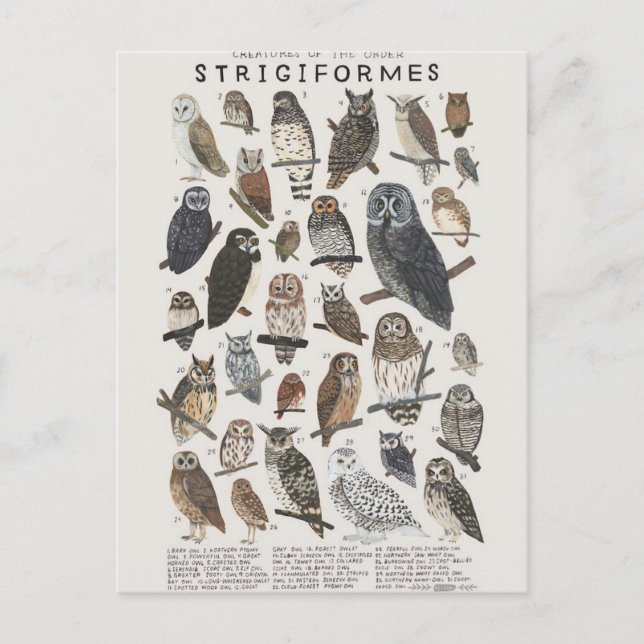 Nattliga rovfåglar ugglor och ugglor vykort (Framsida)