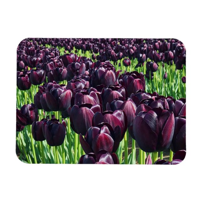 Natttulippens drottning magnet (Horisontell)