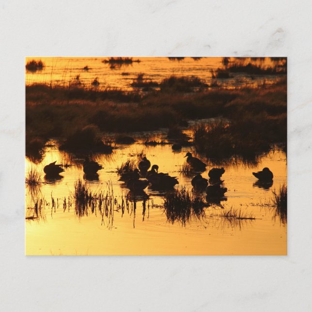 Natur - Ankor i Dawn Vykort (Framsida)