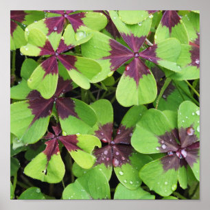 Natur, blomma, sommar, Shamrock, Grönt, Botany. Poster