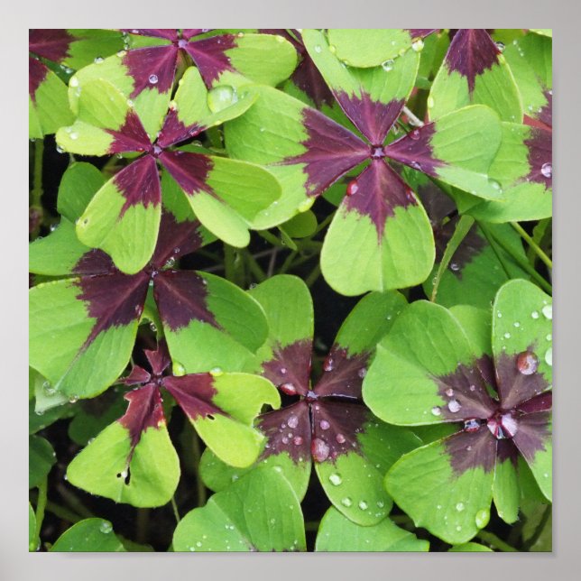 Natur, blomma, sommar, Shamrock, Grönt, Botany. Poster (Framsidan)
