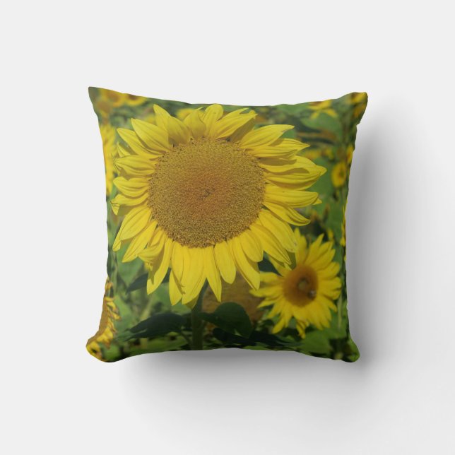 natur, blomma, sommar, solros, blommar, blommigt kudde (Framsida)