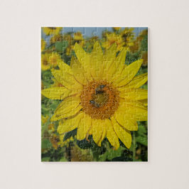 natur, blomma, sommar, solros, blommar, blommigt pussel